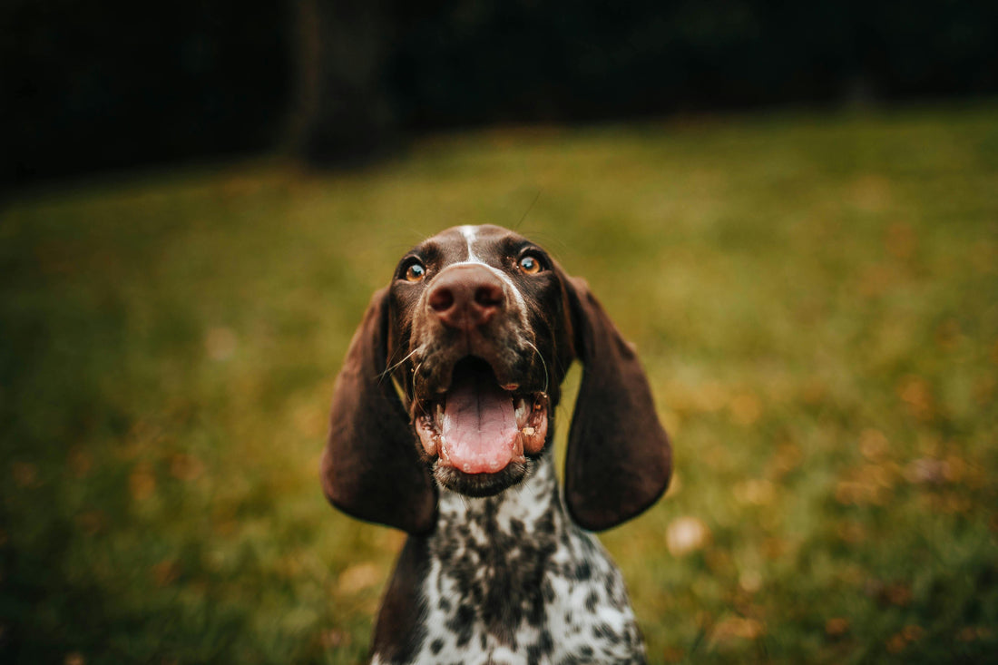 The Ultimate Guide: How to Train Your Dog to Be a Happy, Well-Behaved Pet